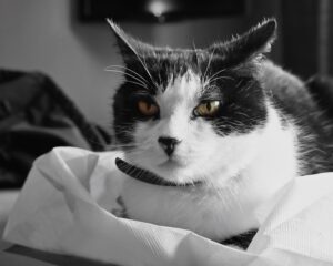 kat