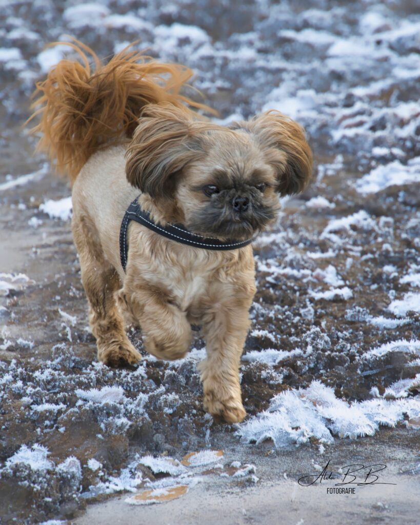 shih tzu