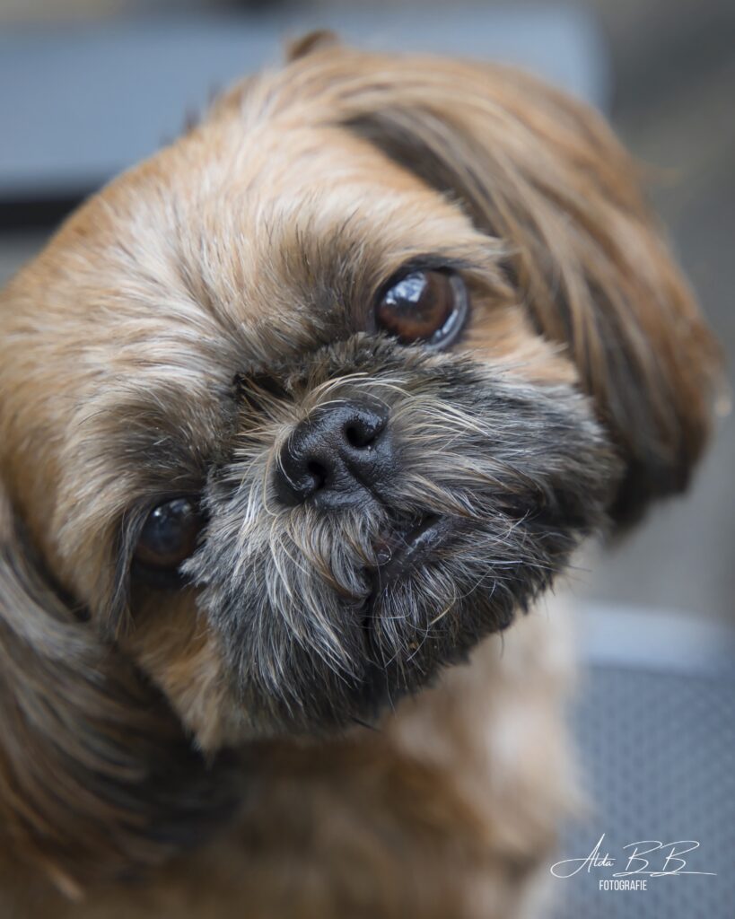 shih tzu