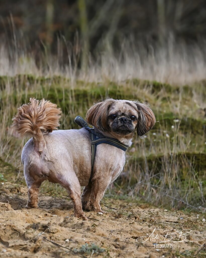 shih tzu