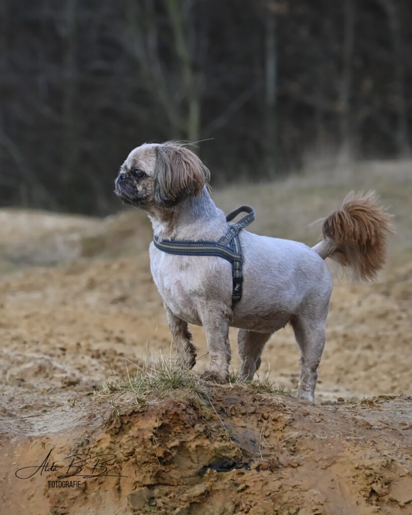 shih tzu