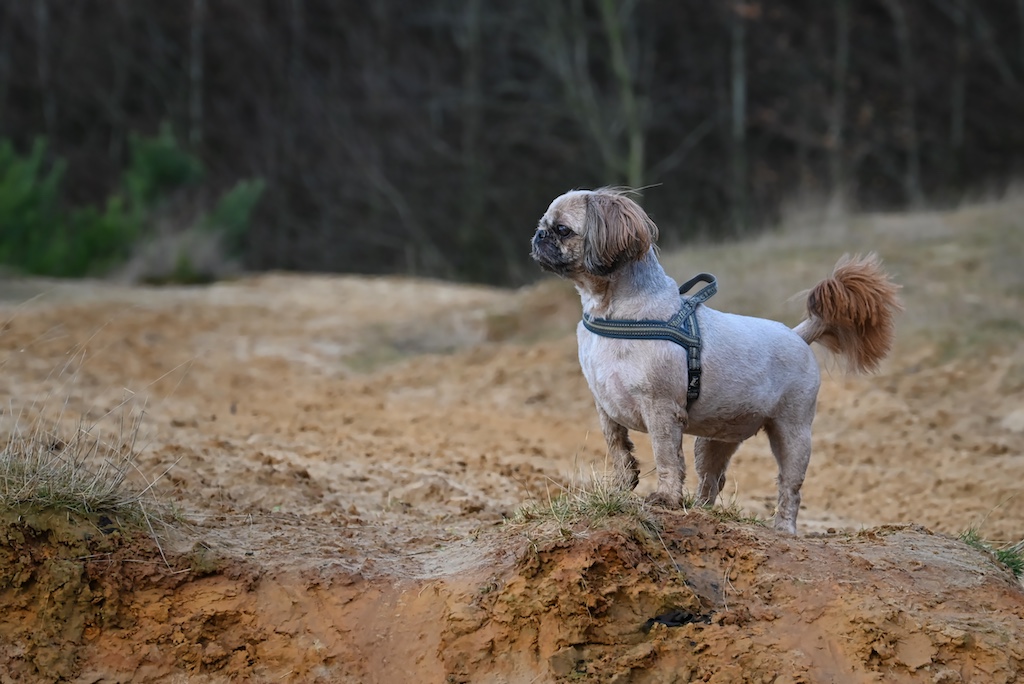 hond op de uitkijk